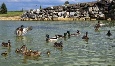 İki ördek bir gölet üzerinde kanatlarını çırparak