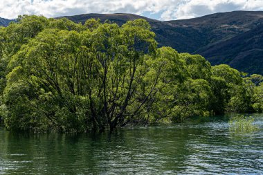Sudaki orman. Kasım 2022 'de Queenstown, Yeni Zelanda' daki Wakatipu Gölü 'nde sudaki ağaçlar. Görüntü, Yeni Zelanda 'da bahar aylarında yürüyüş ile ilgili olarak çekildi..