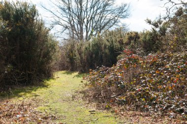Çimenli yolu yine de orman