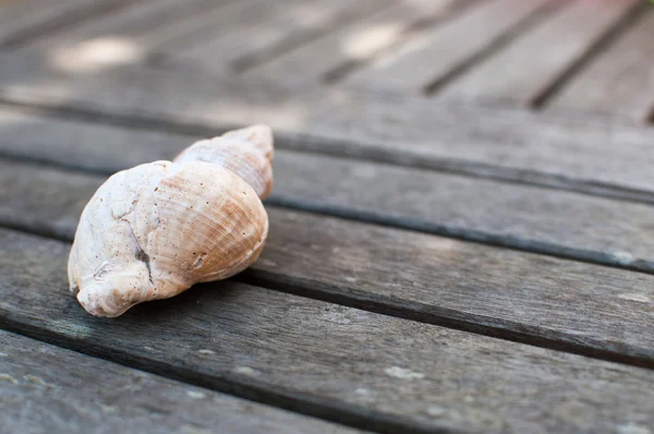 Sea shell on a table — Stock Photo, Image