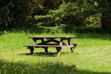 Piknik masa güneşli orman açıklıkta