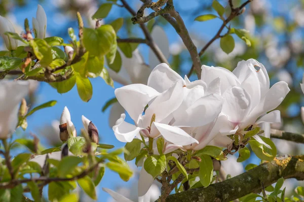 Weiße Magnolienblütenblätter vor blauem Himmel — Stockfoto