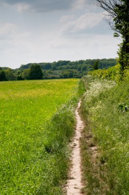 Çimenli yolu ile bir yaz çayır