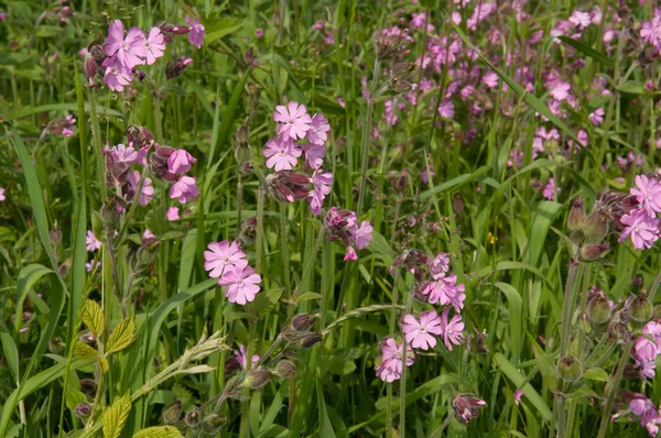 Flores silvestres no campo — Fotografia de Stock