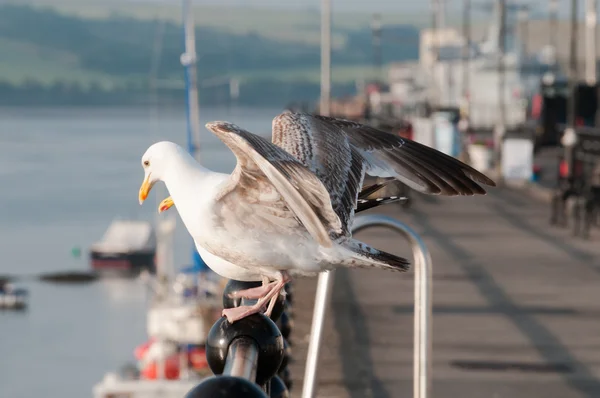 Seagulls by the sea — Stock Photo, Image