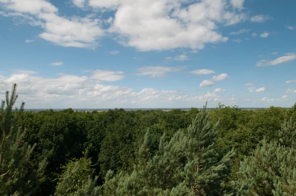 Albero vista dall'alto sulla foresta — Foto Stock