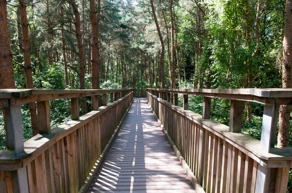 Wooden footbridge crossing high up over a forest — Stock Photo, Image