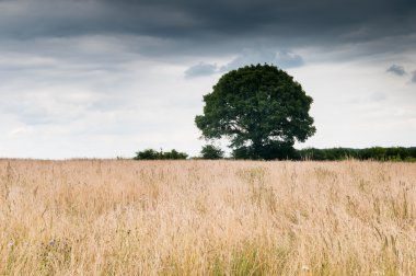 Yalnız ağaç alanıyla üzerinde dramatik gökyüzü