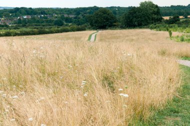 Uzun otların arasında bir güneşli yaz çayır yol 