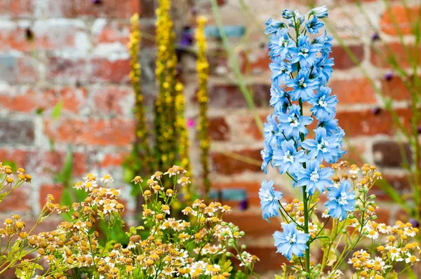 Flores silvestres crescendo em uma paisagem — Fotografia de Stock