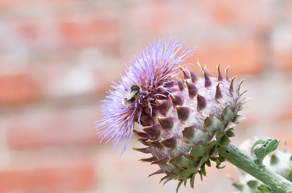 Arı polen bir bitki toplama bumble — Stok fotoğraf