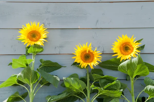 Sunflowers growing on a rustic background — Stock Photo, Image