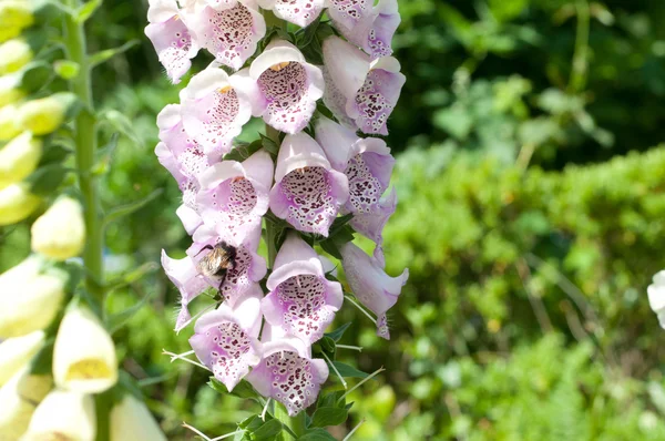 Flores de guante de zorro con primer plano de pétalos morados — Foto de Stock