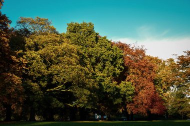 Parkta gün batımında altın saat boyunca gün ışığı parlarken ağaçlardaki sonbahar renkleri