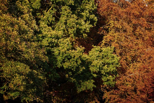Herbstliche Farben Den Bäumen Während Das Sonnenlicht Während Der Goldenen — Stockfoto