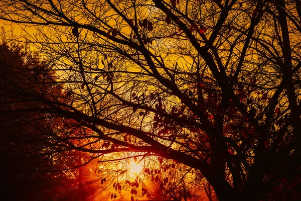 Warme Sonnenstrahlen Vom Sonnenaufgang Durch Einen Herbstbaum — Stockfoto