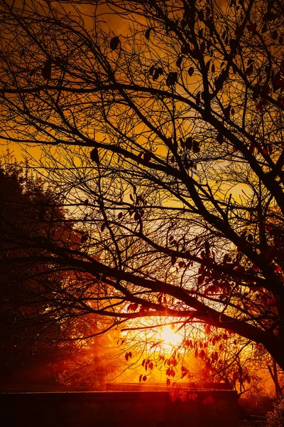 Gün Doğumundan Sonbahar Ağacına Kadar Ilık Güneş Işınları — Stok fotoğraf