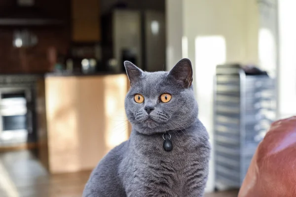 Gato Casa Quarto Doméstico Gato Estimação Casa — Fotografia de Stock