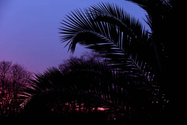 Tropical Plant Tree Leaf Make Silhouette Pattern Beautiful Sunset Sky — Stock Photo, Image