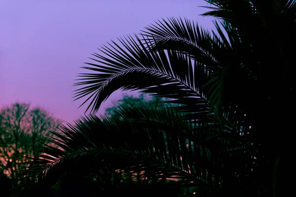 Planta Tropical Folha Árvore Fazem Padrão Silhueta Sobre Belo Céu — Fotografia de Stock