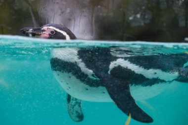 Penguen soğuk mavi sularda yüzüyor.