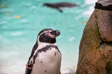 Tek bir penguen su kenarında kayaların üzerinde duruyor.