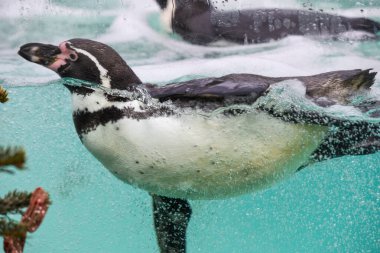 Penguen soğuk mavi sularda yüzüyor.