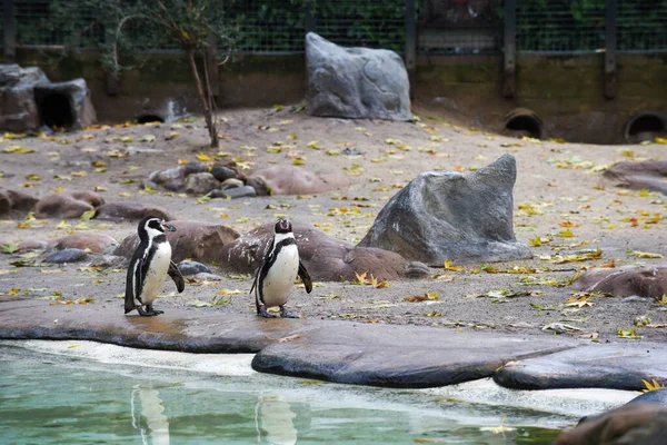 Ein Einzelner Pinguin Steht Auf Felsen Wasser — Stockfoto