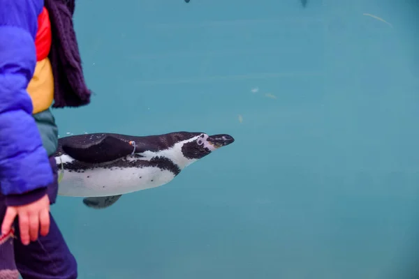 Kind Zoo Junge Beobachtet Pinguine Beim Schwimmen Unter Wasser — Stockfoto
