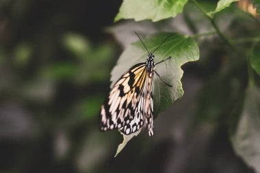 Kelebek, ayrıntılı ve güzel sarı kanatlı bir yaprağın üzerine tünemişti.