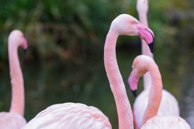 Profil görünümlü uzun boyunlu pembe flamingo.