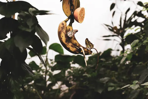 Borboleta Empoleirada Uma Folha Com Padrão Amarelo Detalhado Bonito Asas — Fotografia de Stock