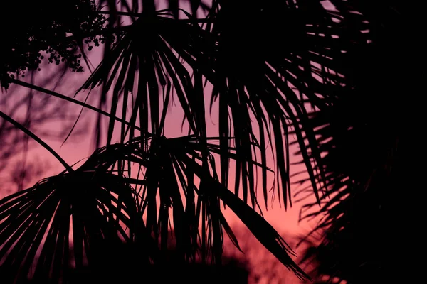 Pianta Tropicale Foglia Albero Fanno Modello Silhouette Sul Bellissimo Cielo — Foto Stock