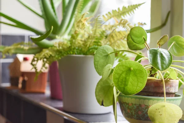 Small House Plants Pots Home Interior Room Kitchen Window Ledge — Stock Photo, Image