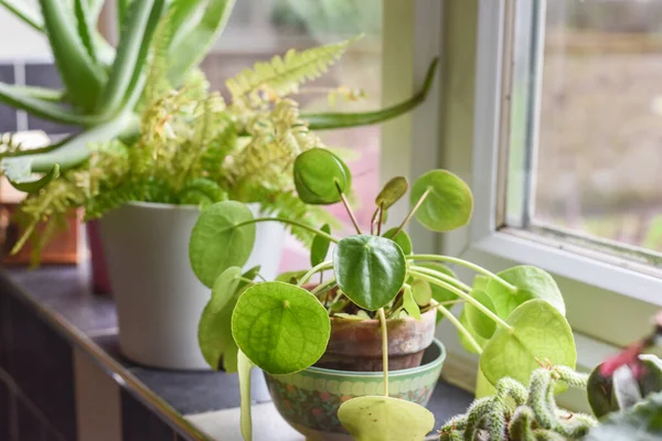 Petites Plantes Maison Dans Des Pots Dans Une Pièce Intérieure — Photo