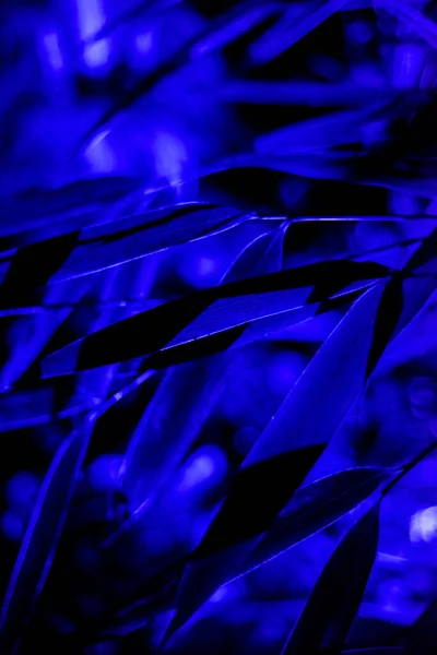 青の葉アブストラクトアートプリントや背景の質感と夜の青の照明 — ストック写真