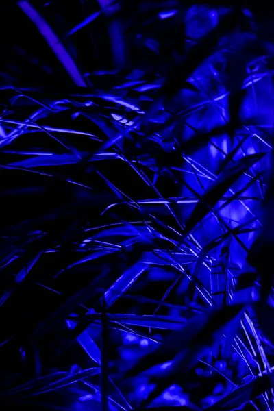 Folha Azul Arte Abstrata Impressão Fundo Textura Natureza Com Iluminação — Fotografia de Stock