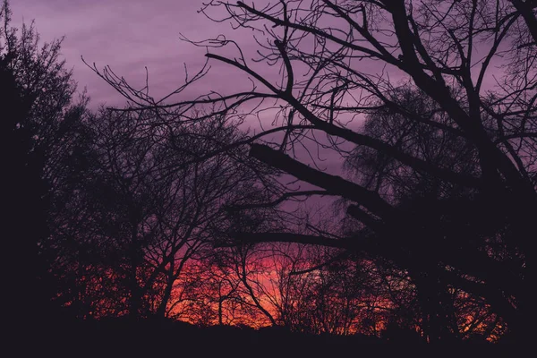 Розовый Оранжевый Восход Солнца Сквозь Силуэт Дерева — стоковое фото