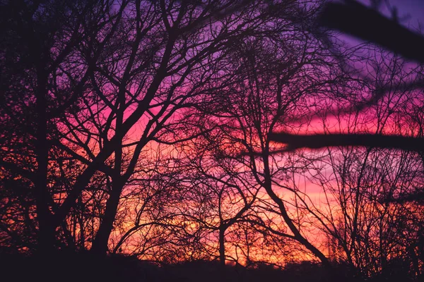 Beautiful Pink Orange Sunrise Silhouette Tree Dawn — Stock Photo, Image