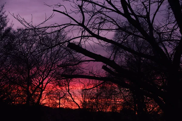 Bella Alba Rosa Arancione Attraverso Silhouette Dell Albero All Alba — Foto Stock