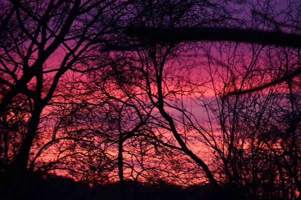 Розовый Оранжевый Восход Солнца Сквозь Силуэт Дерева — стоковое фото