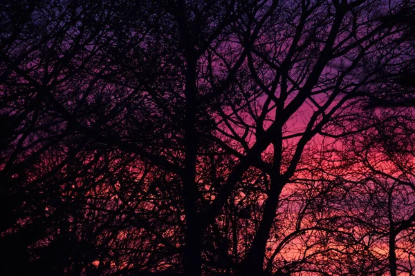 Schöner Rosa Und Orangefarbener Sonnenaufgang Durch Die Silhouette Des Baumes — Stockfoto