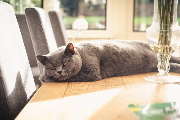 Lazy pet cat resting in sunlight on a table inside room in the home