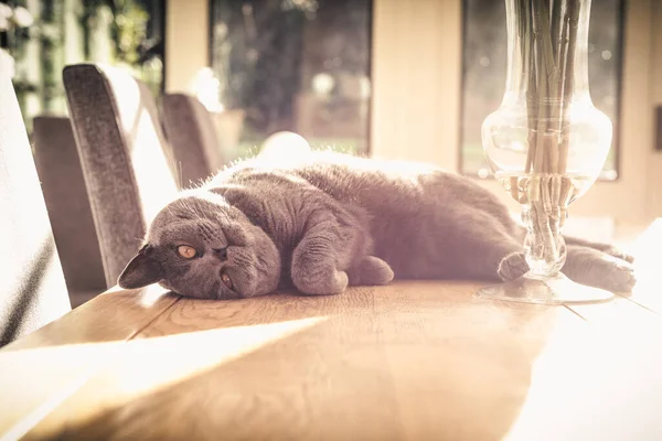 Lazy pet cat resting in sunlight on a table inside room in the home
