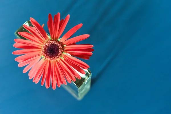 Single decorative flower in home interior in close up detail with blue table background and contrasting spring season colours