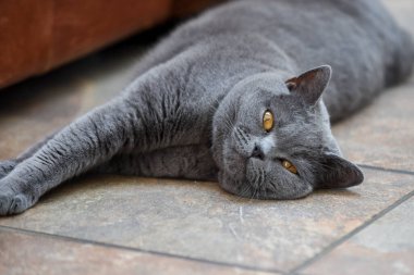 Şirin kedi dinlenmek için evde uzanıyor. Kedi bir İngiliz steyşın.