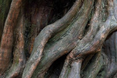 Doğa ağaç kabuğundan soyutlanır ve ahşap soyut şekillere bürünür.