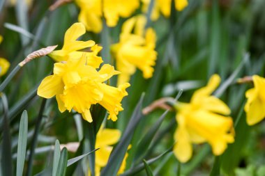 Bahçede yetişen sarı nergis genellikle ilkbaharın ve Paskalya 'nın sembolüdür.