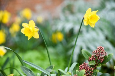 Bahçede yetişen sarı nergis genellikle ilkbaharın ve Paskalya 'nın sembolüdür.