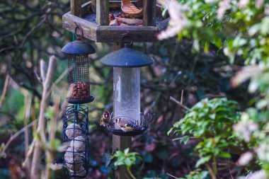 Saka kuşu ya da Carduelis carduelis. Bahçedeki bir kuş yemliğinden besleniyor.